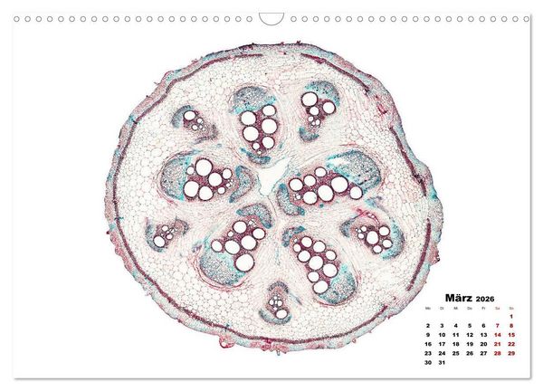 Produktbild: Pflanzen unter dem Mikroskop (Wandkalender 2026 DIN A3 quer), CALVENDO Monatskalender