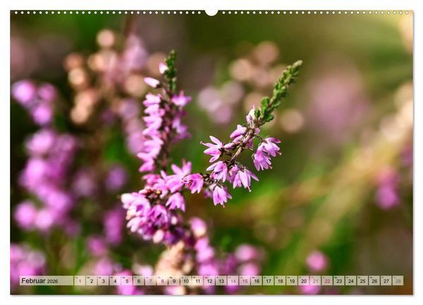 Produktbild: L&uuml;neburger S&uuml;dheide (hochwertiger Premium Wandkalender 2026 DIN A2 quer), Kunstdruck in Hochglanz