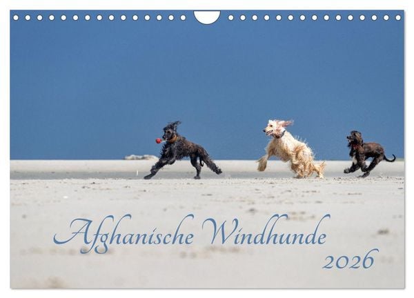Produktbild: AFGHANISCHE WINDHUNDE 2026 (Wandkalender 2026 DIN A4 quer), CALVENDO Monatskalender