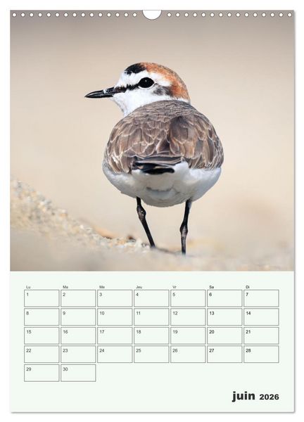 Produktbild: Voyage ornithologique (Calendrier mural 2026 DIN A3 horizontal), CALVENDO calendrier mensuel