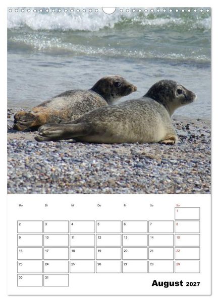 Produktbild: Liebenswerte Robben (Wandkalender 2027 DIN A3 hoch), CALVENDO Monatskalender