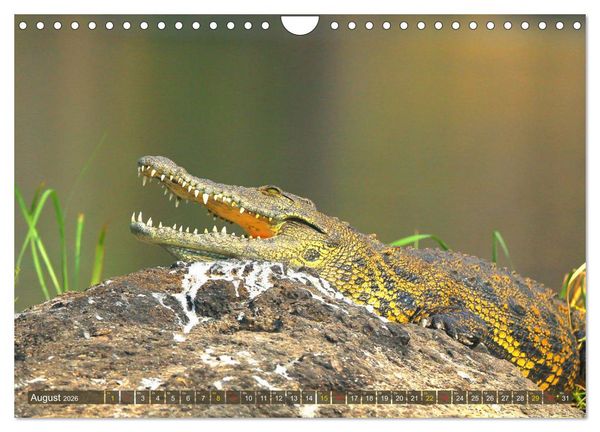 Produktbild: Krokodile in der Wildnis (Wandkalender 2026 DIN A4 quer), CALVENDO Monatskalender