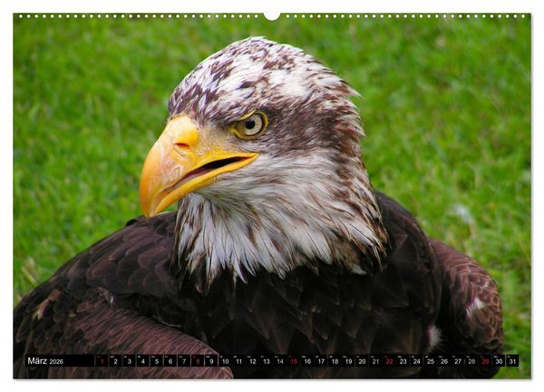 Produktbild: Wei&szlig;kopfseeadler. Symbol der Freiheit (hochwertiger Premium Wandkalender 2026 DIN A2 quer), Kunstdruck in Hochglanz