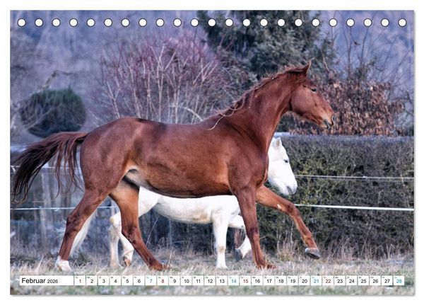 Produktbild: Durch das Jahr mit der Trakehner-Stute Fleur (Tischkalender 2026 DIN A5 quer), CALVENDO Monatskalender