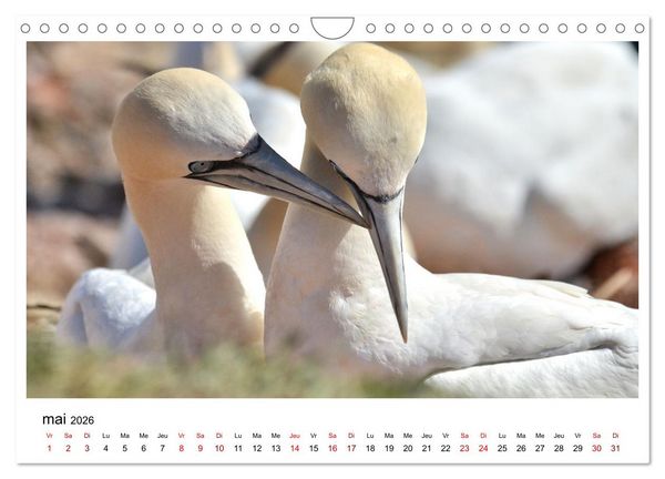 Produktbild: Fous de Bassan - Grands oiseaux marins (Calendrier mural 2026 DIN A4 vertical), CALVENDO calendrier mensuel