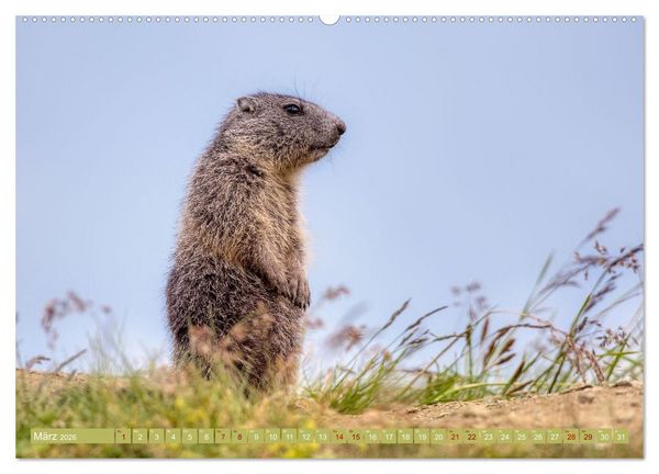 Produktbild: Tiere der Alpen - Murmeltier-Kinder (hochwertiger Premium Wandkalender 2026 DIN A2 quer), Kunstdruck in Hochglanz