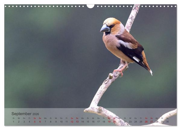 Produktbild: Fantastische Vogelwelt Slowenien (Wandkalender 2026 DIN A3 quer), CALVENDO Monatskalender