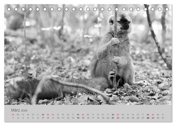 Produktbild: Die Seelen der wilden Tiere (Tischkalender 2026 DIN A5 quer), CALVENDO Monatskalender