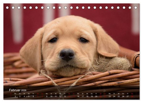 Produktbild: Labrador Retriever Welpen (Tischkalender 2026 DIN A5 quer), CALVENDO Monatskalender