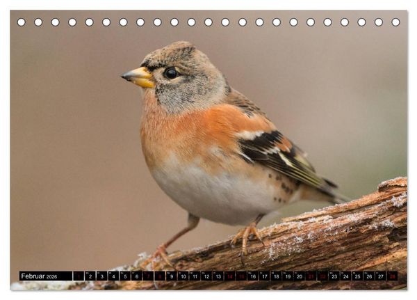 Produktbild: V&ouml;gel aus dem Garten (Tischkalender 2026 DIN A5 quer), CALVENDO Monatskalender