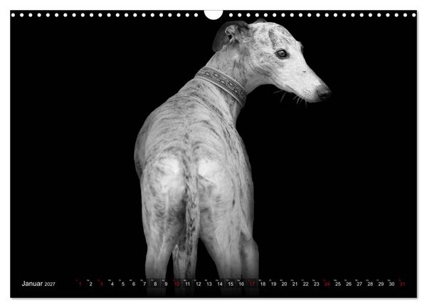 Produktbild: Galgo Espa&ntilde;ol - der spanische Windhund 2027 (Wandkalender 2027 DIN A3 quer), CALVENDO Monatskalender