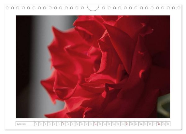 Produktbild: Rosen Schleswig-Holsteins (Wandkalender 2026 DIN A4 quer), CALVENDO Monatskalender