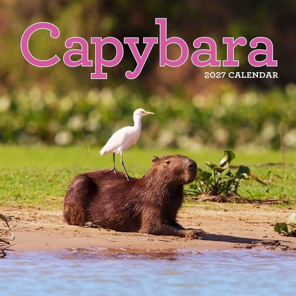 Produktbild: Capybara Wall Calendar 2027