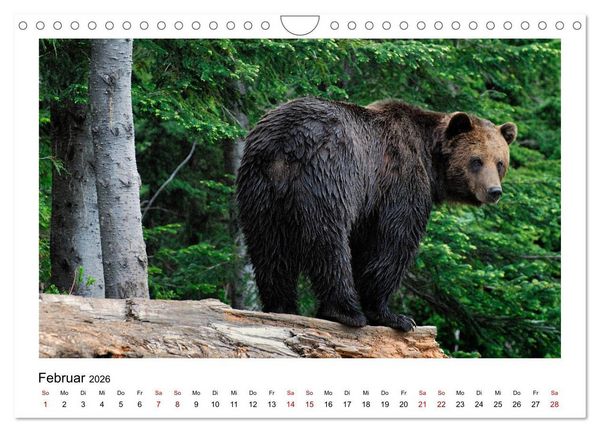 Produktbild: Braunb&auml;ren in Alaska (Wandkalender 2026 DIN A4 quer), CALVENDO Monatskalender