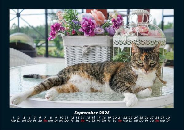 Produktbild: F&uuml;r Katzenfreunde 2025 Fotokalender DIN A4