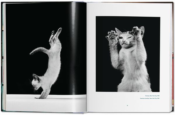 Produktbild: Walter Chandoha. Cats. Photographs 1942&ndash;2018