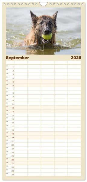 Produktbild: Familienplaner 2026 - Freunde auf vier Pfoten am Strand mit 5 Spalten (Wandkalender, 21 x 45 cm) CALVENDO