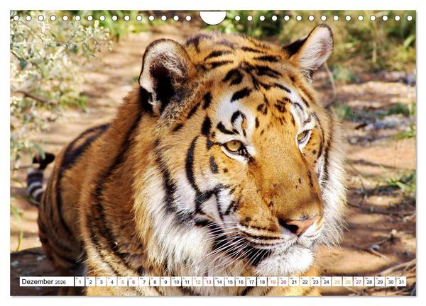 Produktbild: TIGER IMPRESSIONEN Gestreifte Seltenheit auf unserer Erde (Wandkalender 2026 DIN A4 quer), CALVENDO Monatskalender