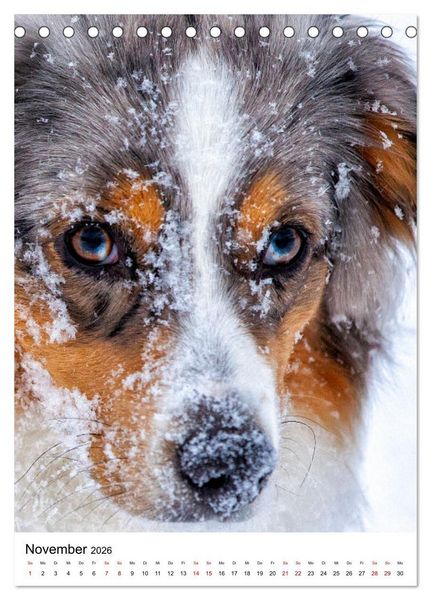 Produktbild: Hermine - Ein Jahr mit einem Mini Australian Shepherd (Tischkalender 2026 DIN A5 hoch), CALVENDO Monatskalender