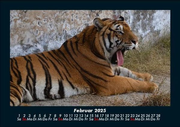 Produktbild: Tiger 2025 Fotokalender DIN A5