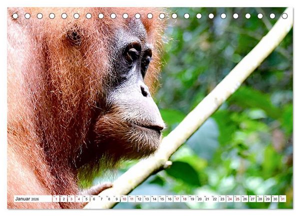 Produktbild: Die letzten freilebenden Orang Utans (Tischkalender 2026 DIN A5 quer), CALVENDO Monatskalender