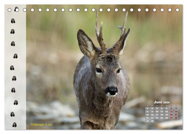 Produktbild: Tierspuren in der Natur (Tischkalender 2026 DIN A5 quer), CALVENDO Monatskalender