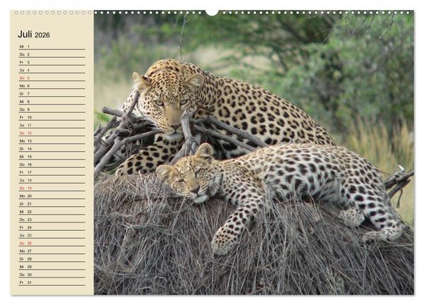 Produktbild: Die Lautlosen. Geparden und Leoparden (hochwertiger Premium Wandkalender 2026 DIN A2 quer), Kunstdruck in Hochglanz