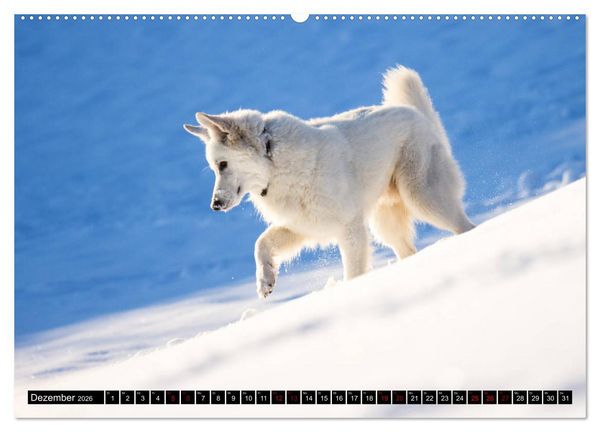 Produktbild: Wei&szlig;e Sch&auml;ferhunde in sch&ouml;nen Landschaften (hochwertiger Premium Wandkalender 2026 DIN A2 quer), Kunstdruck in Hochglanz
