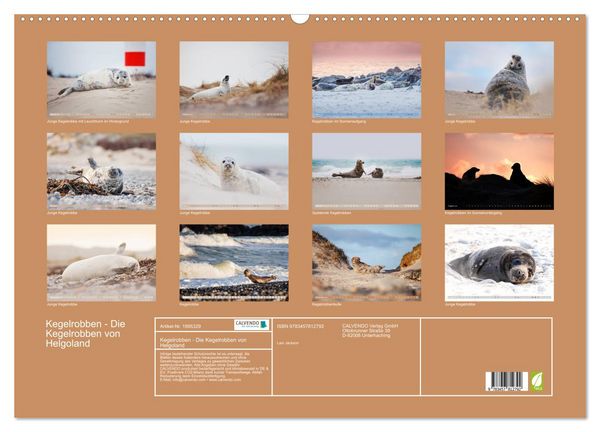 Produktbild: Kegelrobben - Die Kegelrobben von Helgoland (Wandkalender 2026 DIN A2 quer), CALVENDO Monatskalender