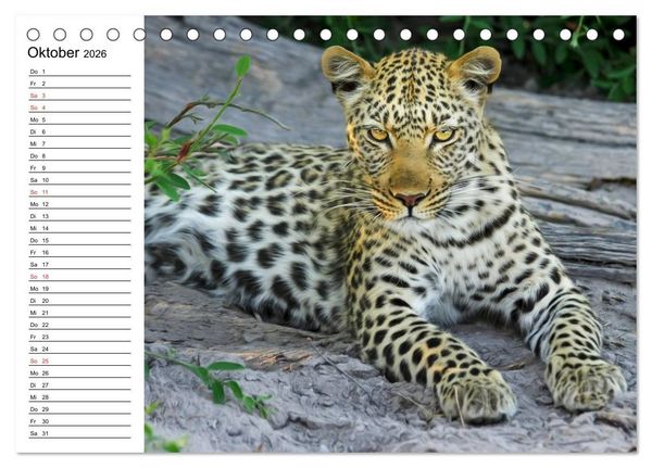 Produktbild: Leoparden. Elegante J&auml;ger (Tischkalender 2026 DIN A5 quer), CALVENDO Monatskalender