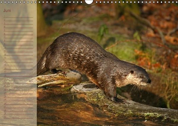 Produktbild: Fischotter Geburtstagskalender (Wandkalender immerw&auml;hrend DIN A3 quer)