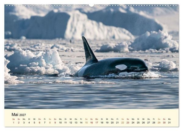 Produktbild: Orcas - Wilde Eleganz des Meeres (hochwertiger Premium Wandkalender 2027 DIN A2 quer), Kunstdruck in Hochglanz