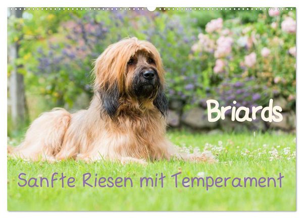 Briards - sanfte Riesen mit Temperament (Wandkalender 2026 DIN A2 quer), CALVENDO Monatskalender