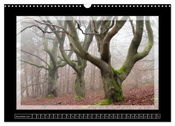 Produktbild: Zauberwald HALLOH (Wandkalender 2026 DIN A3 quer), CALVENDO Monatskalender
