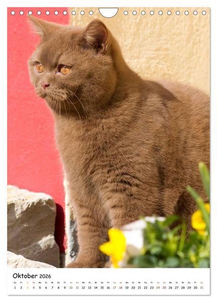 Produktbild: bezaubernde Britisch Kurzhaar Katzen (Wandkalender 2026 DIN A4 hoch), CALVENDO Monatskalender