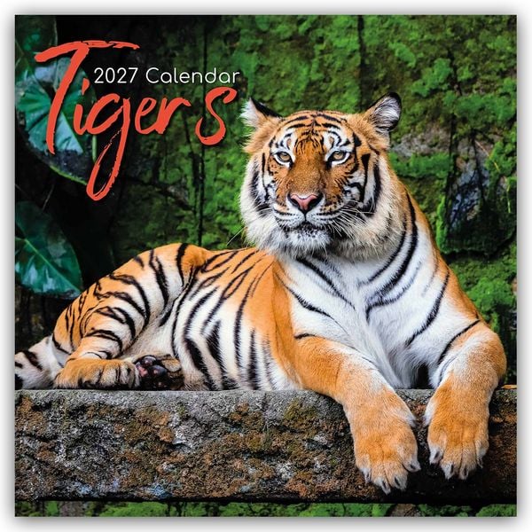 Produktbild: Tigers &ndash; Tiger 2027 &ndash; 16-Monatskalender