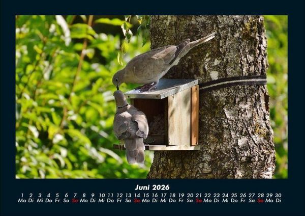 Produktbild: Vogelparadies 2026 Fotokalender DIN A4