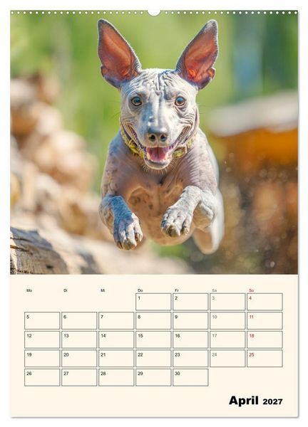 Produktbild: Xolos. Seelenhunde aus Mexiko (hochwertiger Premium Wandkalender 2027 DIN A2 hoch), Kunstdruck in Hochglanz