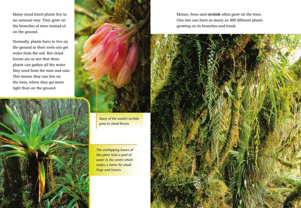 Produktbild: The Cloud Forest