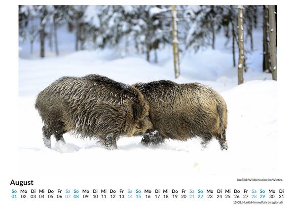 Produktbild: WIldschweine im Winter