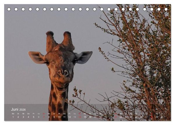 Produktbild: Zimbabwe (Tischkalender 2026 DIN A5 quer), CALVENDO Monatskalender