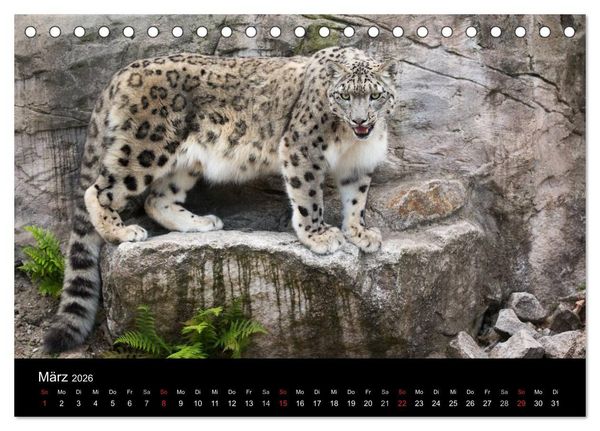 Produktbild: Schneeleoparden (Tischkalender 2026 DIN A5 quer), CALVENDO Monatskalender