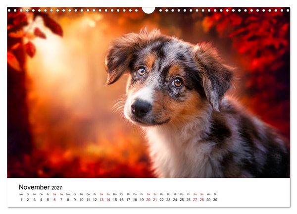 Produktbild: Born to run - Ein Jahr mit Australian Shepherds (Wandkalender 2027 DIN A3 quer), CALVENDO Monatskalender