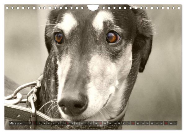 Produktbild: Windhunde eye-catcher (Wandkalender 2026 DIN A4 quer), CALVENDO Monatskalender