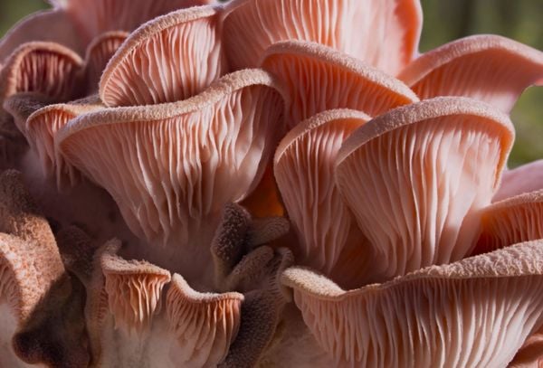 Produktbild: FANTASTISCHE PILZE - Die magische Welt zu unseren F&uuml;&szlig;en