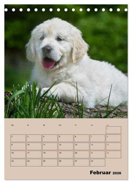 Produktbild: Jahresplaner Golden Retriever Welpen (Tischkalender 2026 DIN A5 hoch), CALVENDO Monatskalender