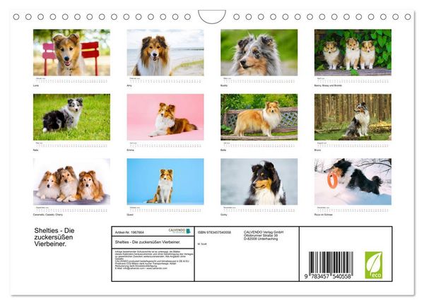 Produktbild: Shelties - Die zuckers&uuml;&szlig;en Vierbeiner. (Wandkalender 2026 DIN A4 quer), CALVENDO Monatskalender
