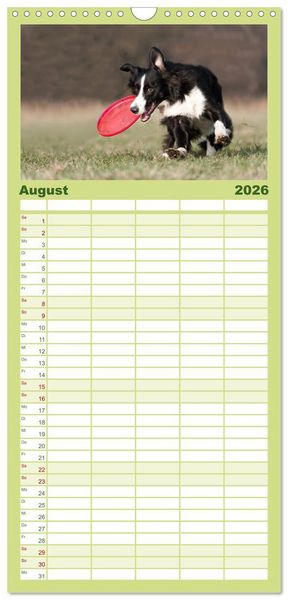 Produktbild: Familienplaner 2026 - Border Collies mit 5 Spalten (Wandkalender, 21 x 45 cm) CALVENDO
