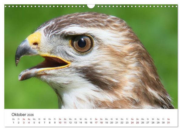 Produktbild: GREIFVOGEL- UND EULENPORTR&Auml;TS (Wandkalender 2026 DIN A3 quer), CALVENDO Monatskalender