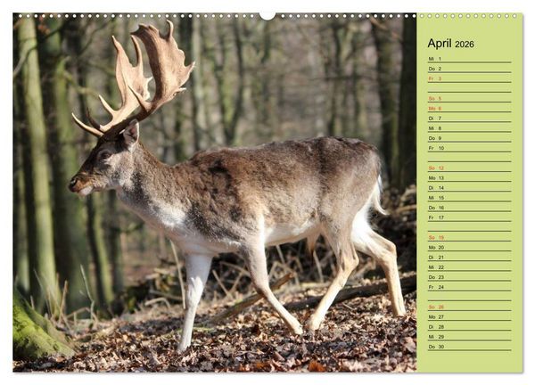 Produktbild: Hirsche - K&ouml;nige des Waldes/Geburtstagskalender (hochwertiger Premium Wandkalender 2026 DIN A2 quer), Kunstdruck in Hochglanz